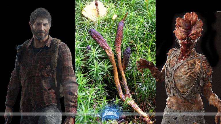 Fungo The Last of us cordyceps
