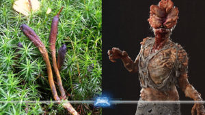 fungo The last of us