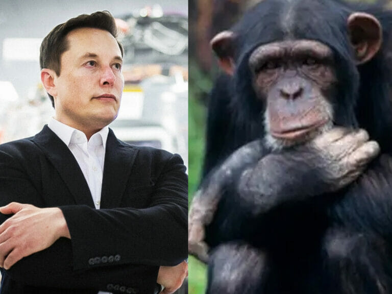 Elon musk macacos