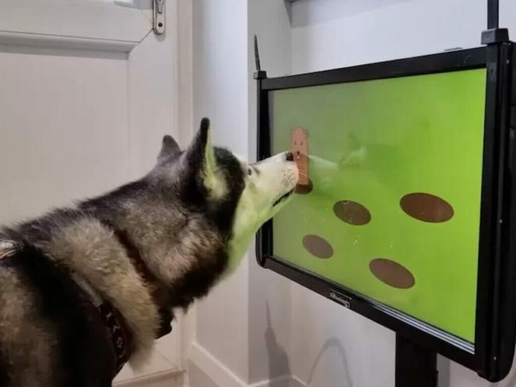 Game Joipaw para cachorros