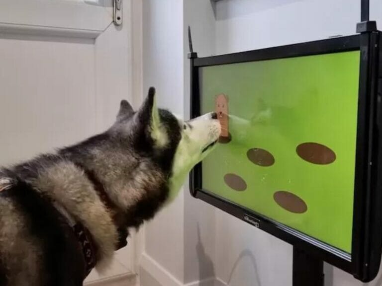 Game Joipaw para cachorros