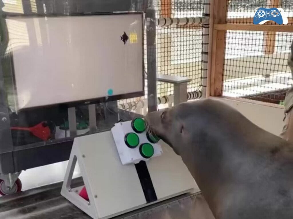 Leao marinho jogando videogame