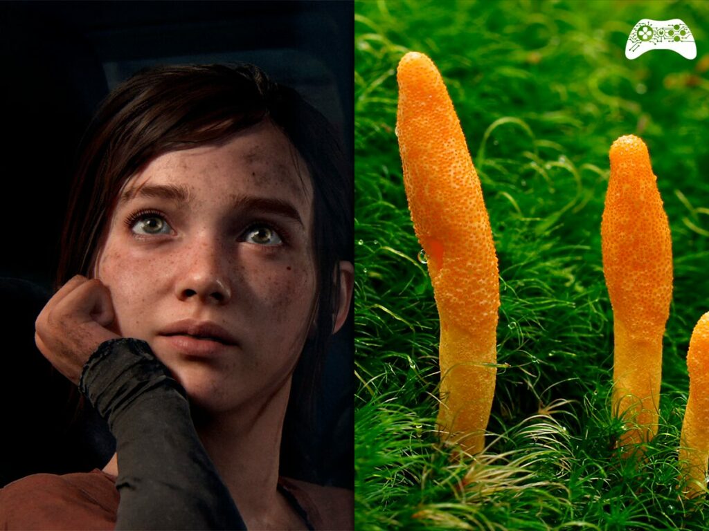 Fungo Cordyceps e TLOU
